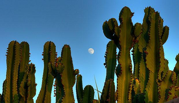 Moon behind cactus
