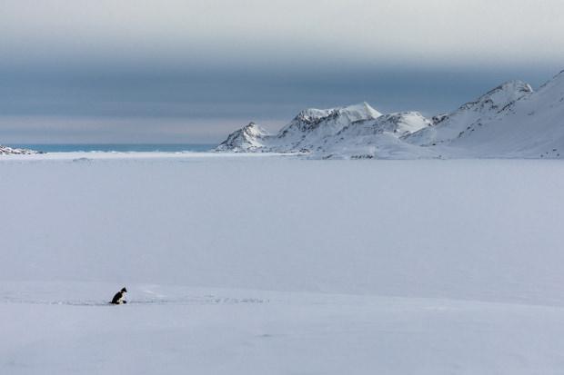 Husky sitting in front of snowy landscape