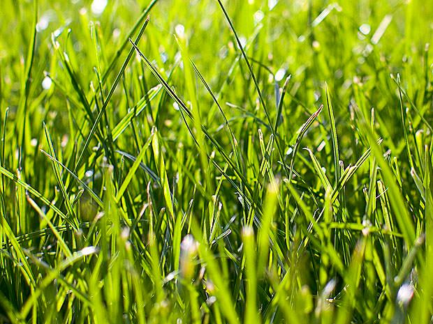 Close up of grass in the sun