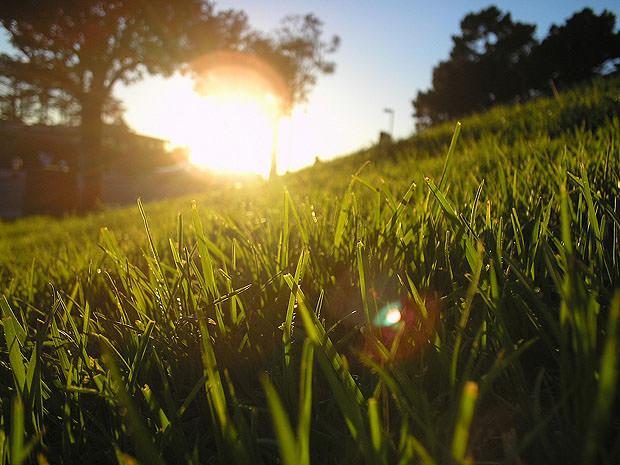 Grass lit by a low sun