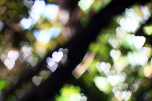 Heart bokeh from daylight through branches