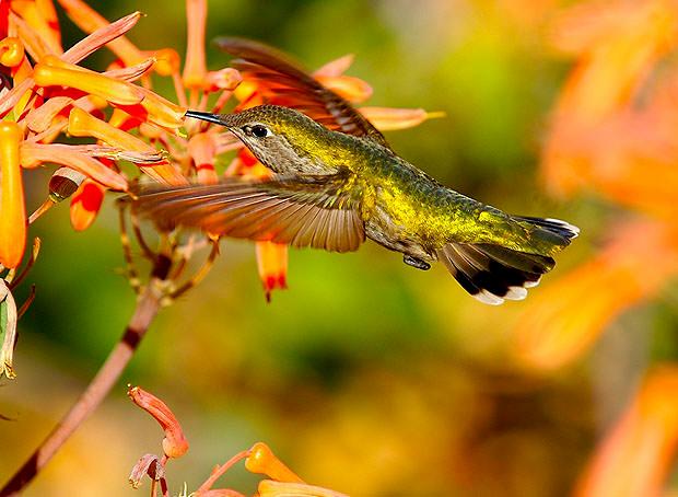 Hummingbird hovering near a flower