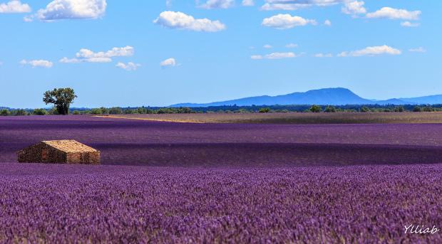 Field of lavendar with mountain in the background