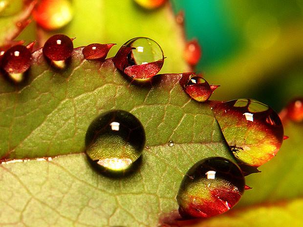 Leaf covered in water drops