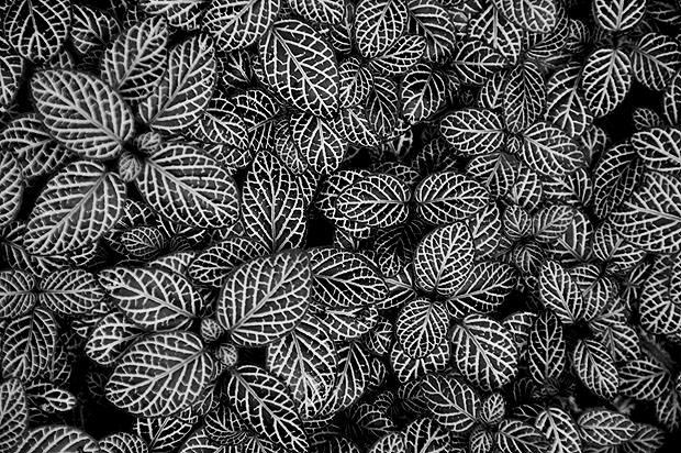 Patterned leaves