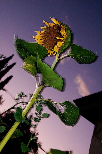 Slow sync flash photo of a sunflower against the evening sky