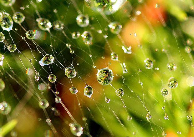 Close up of dew on spider web