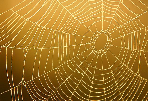 Spider web on plain background