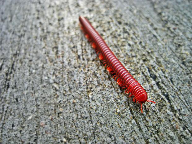 Red caterpillar