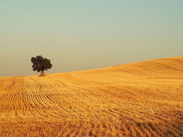 Lone tree in field illuminated with golden light