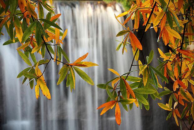 Waterfall through leaves