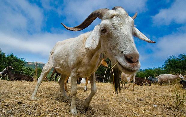 Goat photographed using a wide angle lens