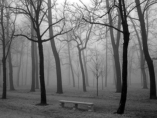 Foggy woodland
