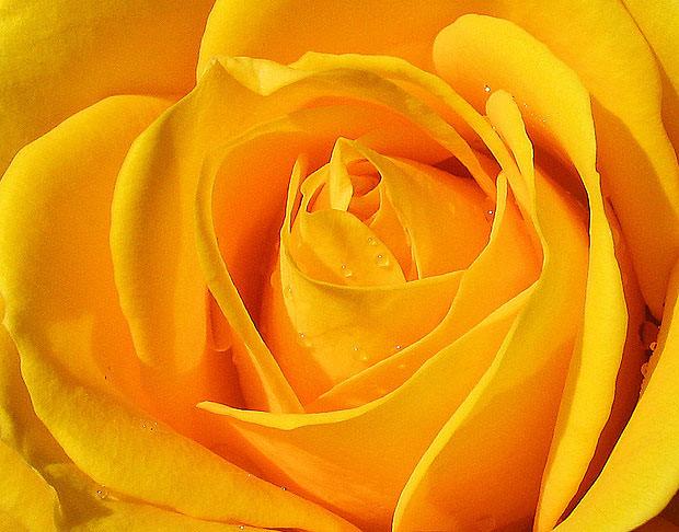 Vibrant yellow rose
